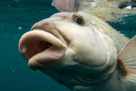 fish with big lips|2018 super rare list, first time in the USA, again!.
